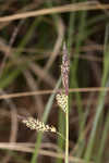 Barratt's sedge